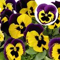 Afbeelding van Viola P9 Grootbloemig Yellow with purple wing